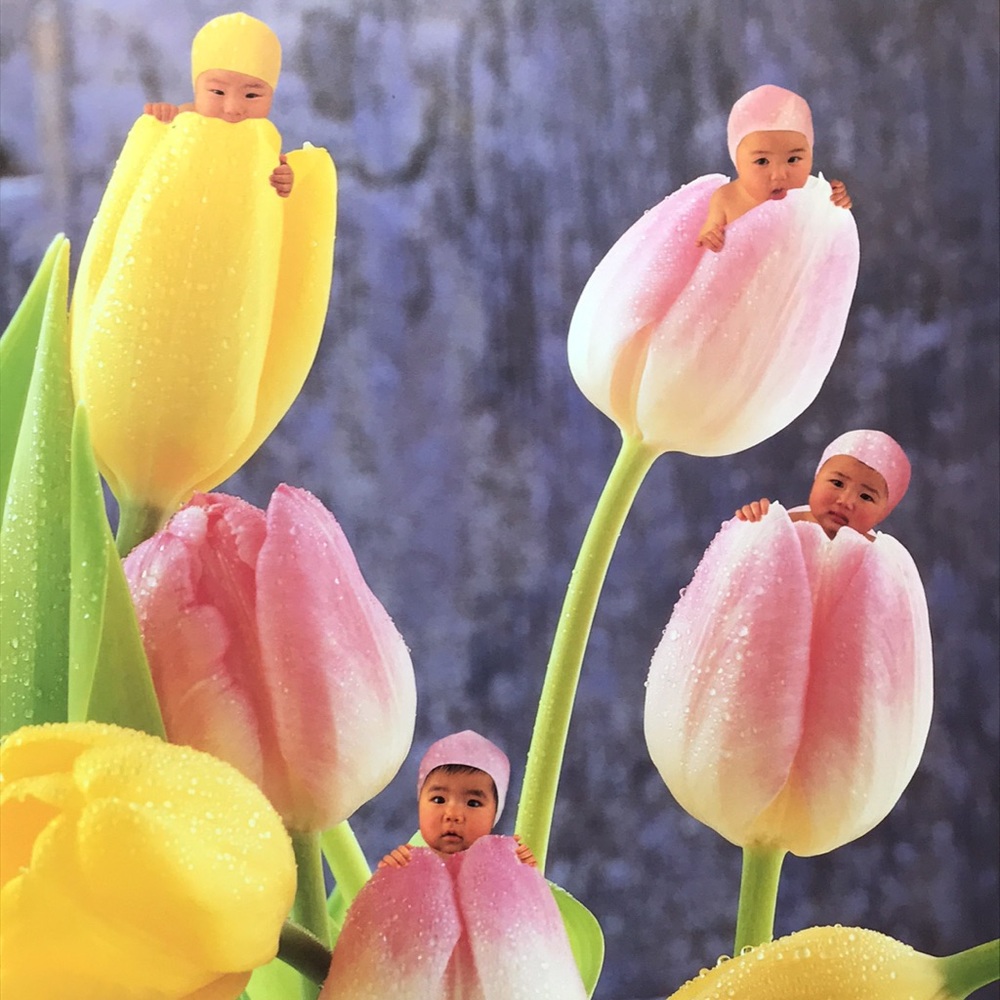 Anne Geddes Down in the Garden hardcover - Picture 8 of 9